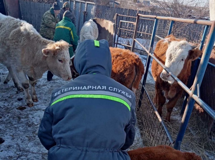 Почти 13 тысяч сельхозживотных привили от ящура ветспециалисты Краснокаменского района